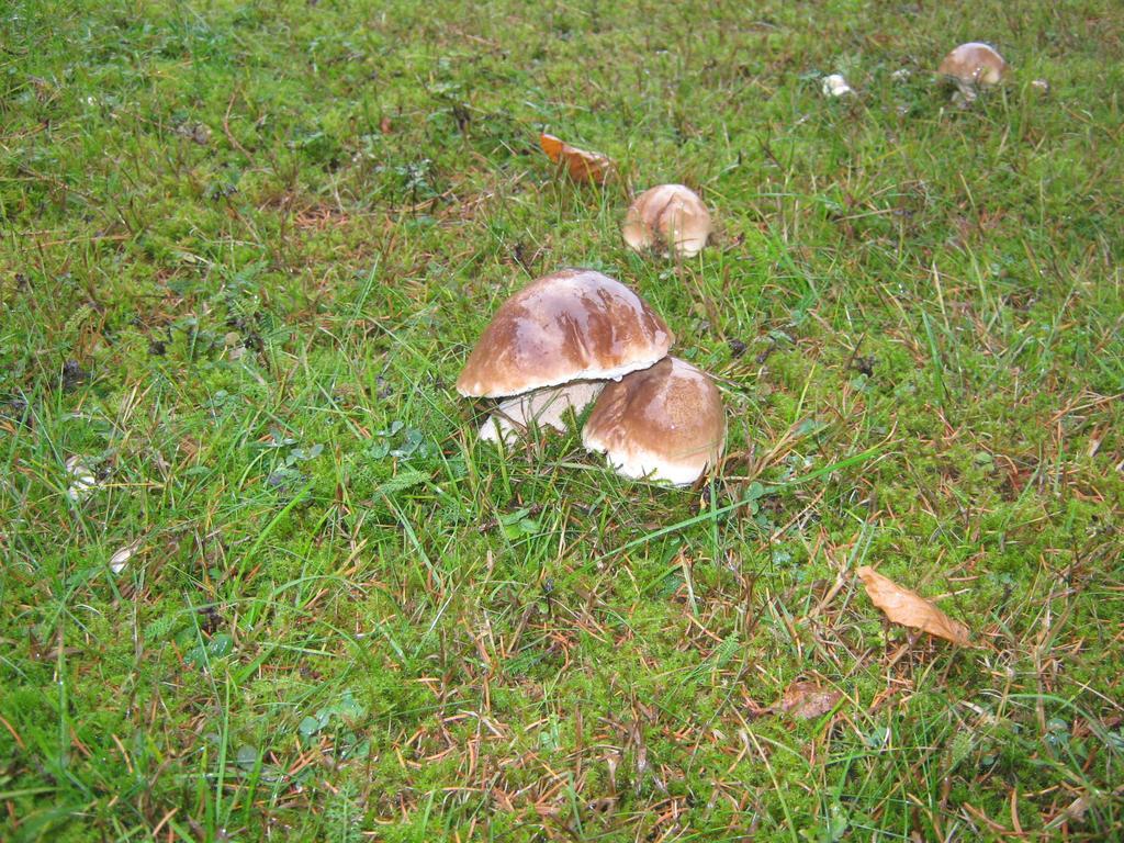 Penzion pod Dobákom Lazisko Esterno foto